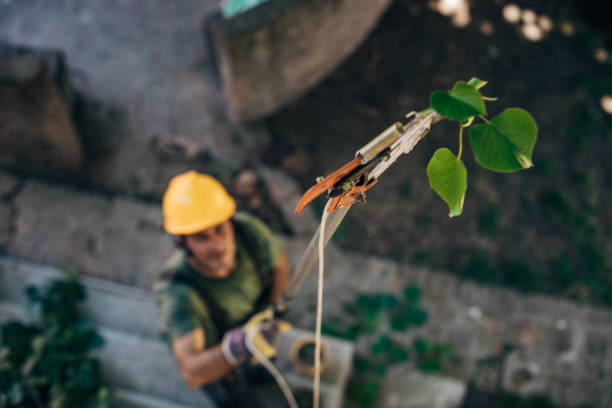 Best Emergency Tree Removal  in Vinton, TX