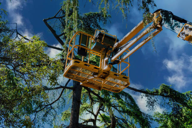 Best Leaf Removal  in Vinton, TX