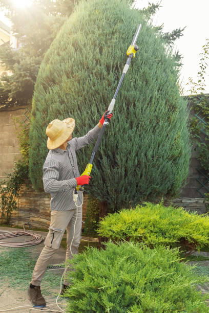How Our Tree Care Process Works  in  Vinton, TX